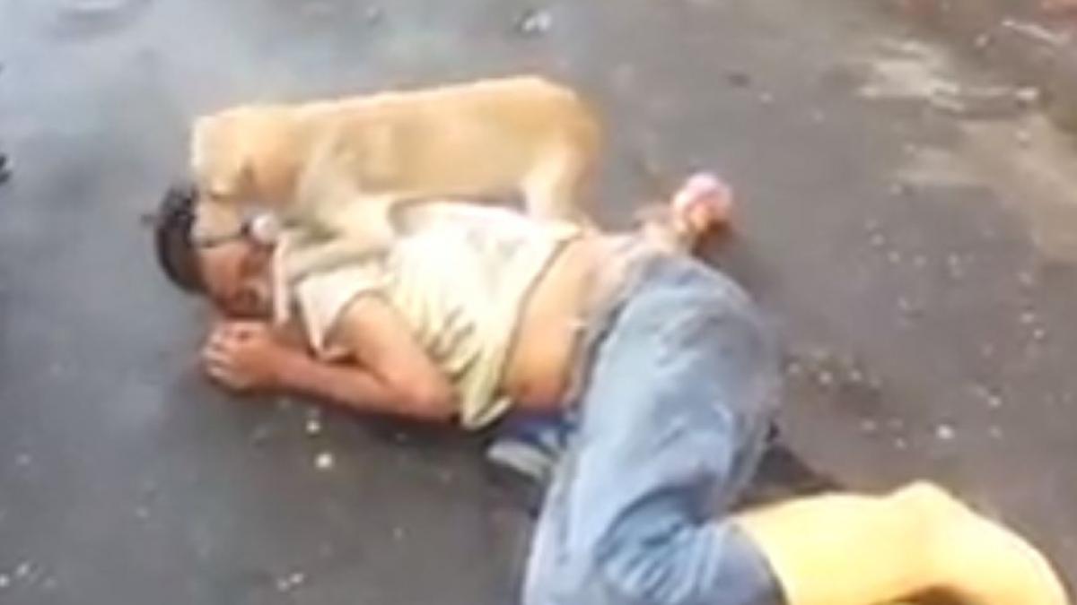 si a aparat stapanul pana in ultimul moment imagini emotionante ale carui protagonist este un catel