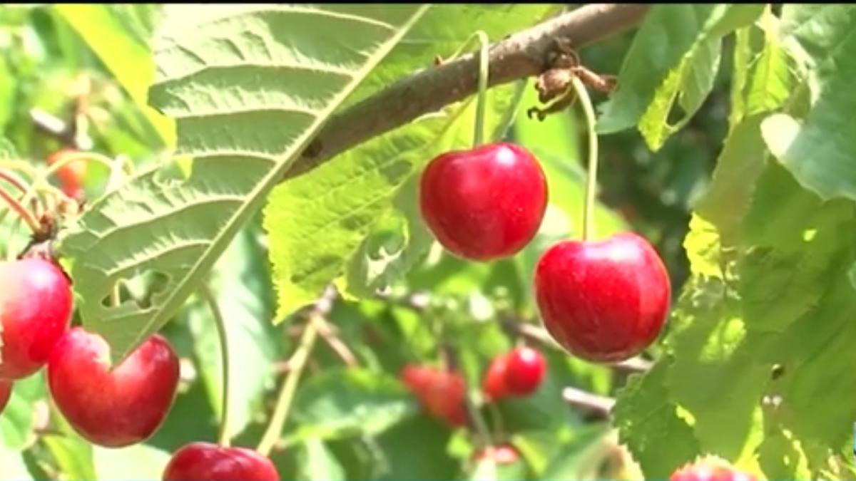 pomicultorii se plang ca romanii prefera fructele de import desi ei vand cirese cu 2 lei kilogramul