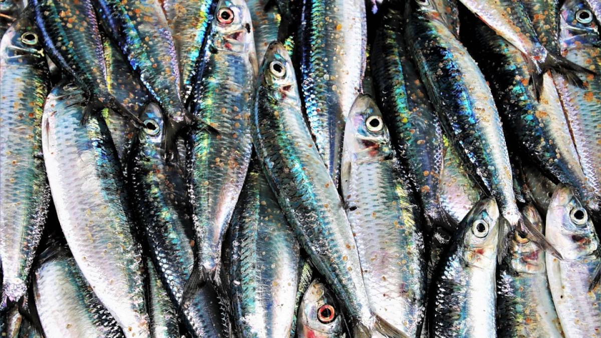 care este pluralul substantivului macrou cele mai ciudate forme de plural din limba romana