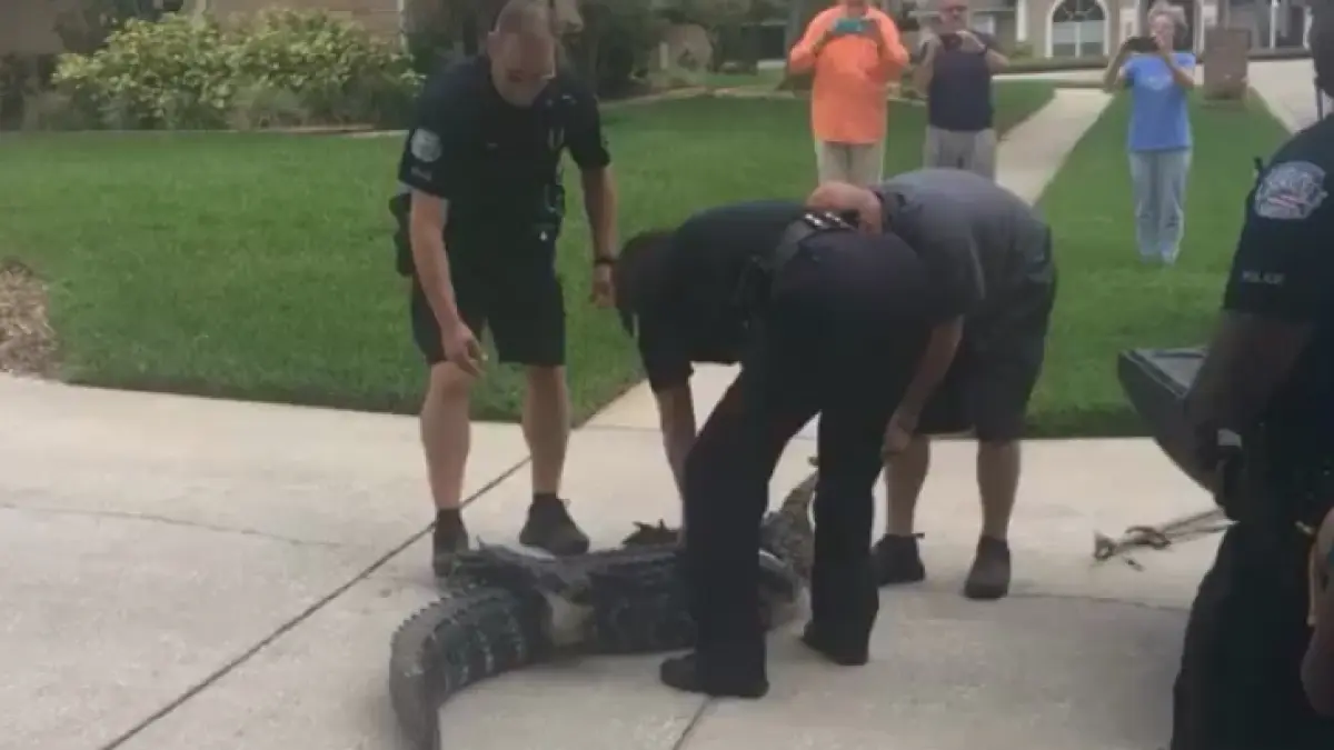 caz socant in statele unite un politist a fost atacat de un aligator totul a fost filmat video