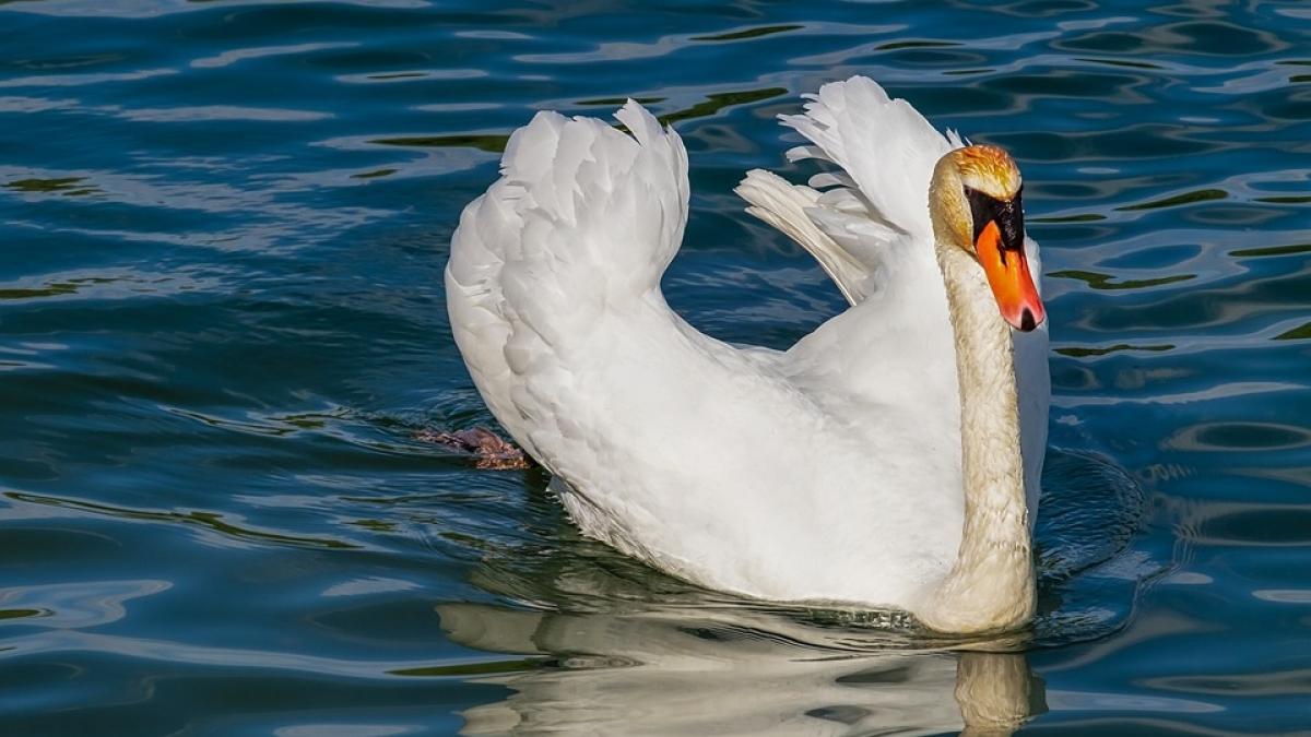 o lebada nervoasa surprinsa in timp ce ataca mai multi inotatori video