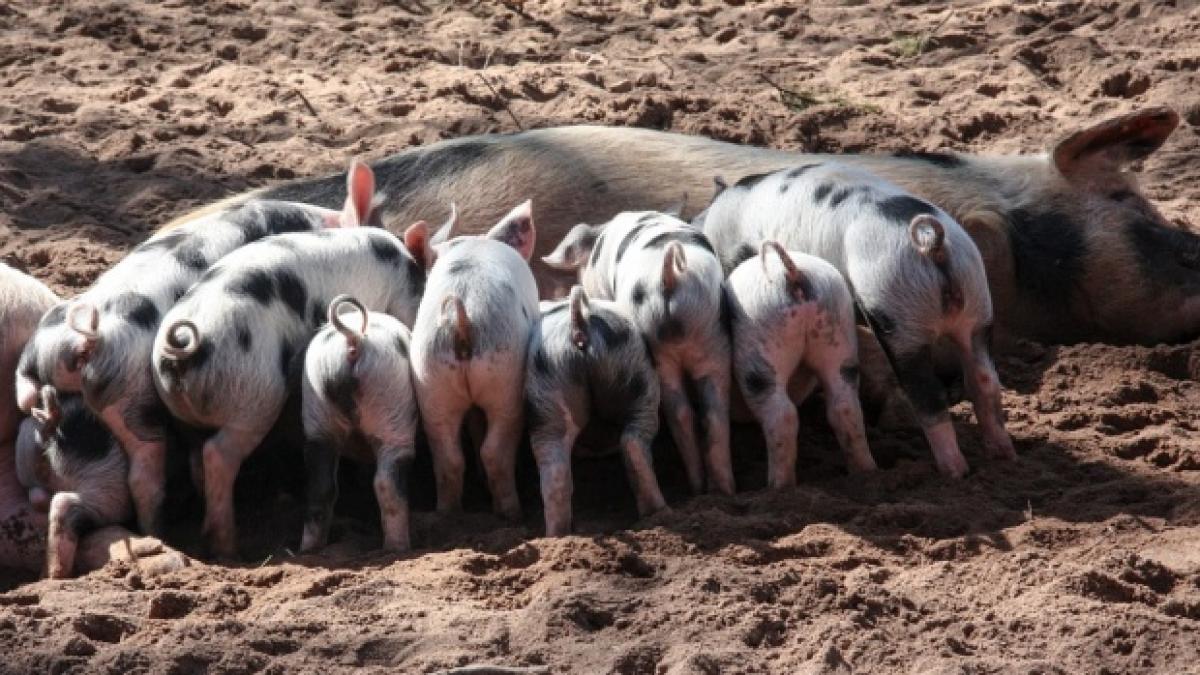 alerta de pesta porcina africana in delta dunarii autoritatile au confirmat patru focare