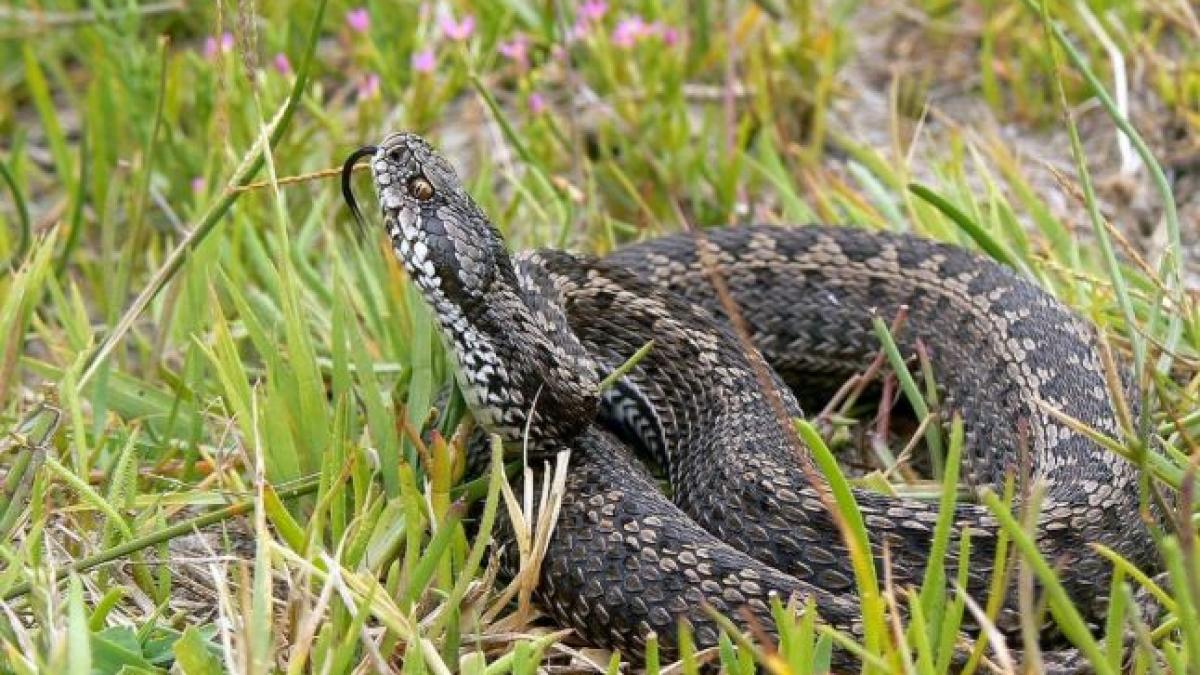 atentie locul din romania in care iti poate iesi in cale acest fel de vipera