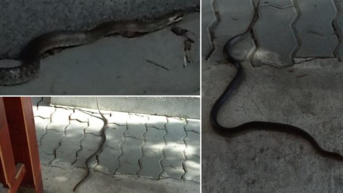 invazie de serpi intr un oras din romania cum reactioneaza localnicii