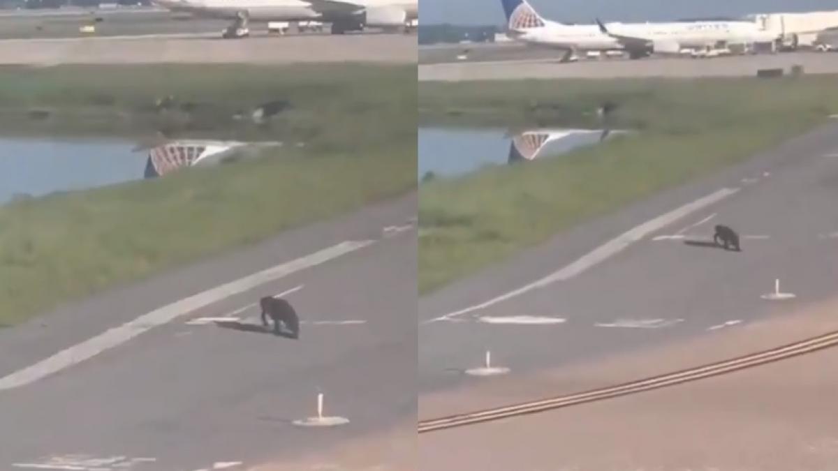 un pilot a fost nevoit sa opreasca avionul cand a vazut ce era pe pista acum asteptam sa video