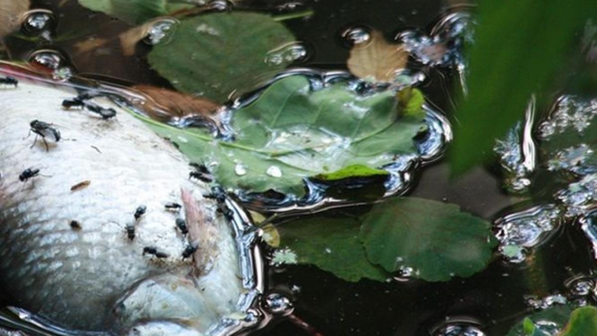 poluare masiva pe raul suceava au fost gasiti pesti morti pe o distanta de doi kilometri