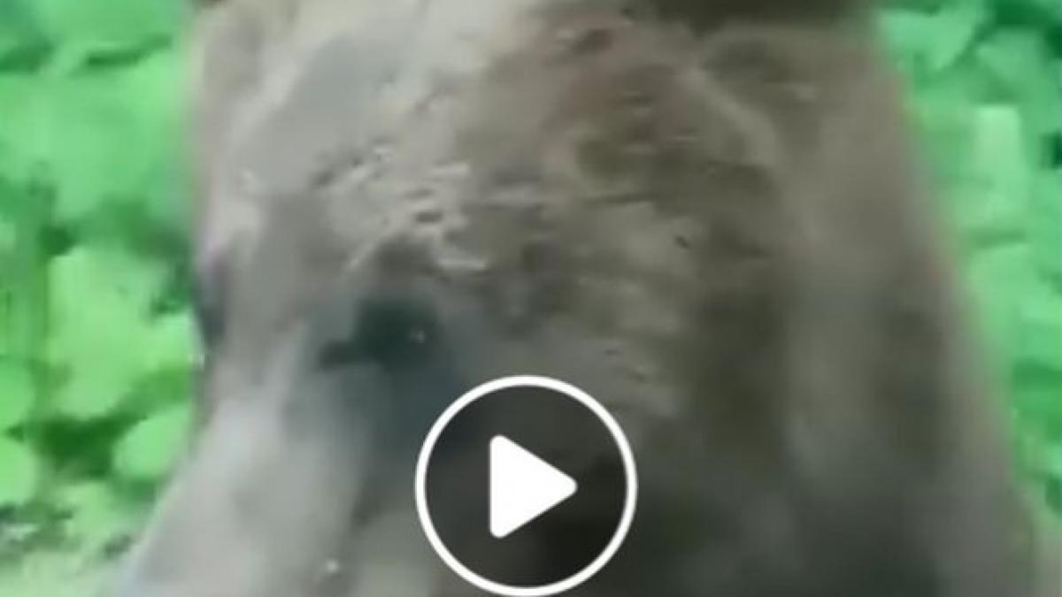 s au trezit cu ursul in dreptul lor pe transfagarasan ce a urmat e incredibil video