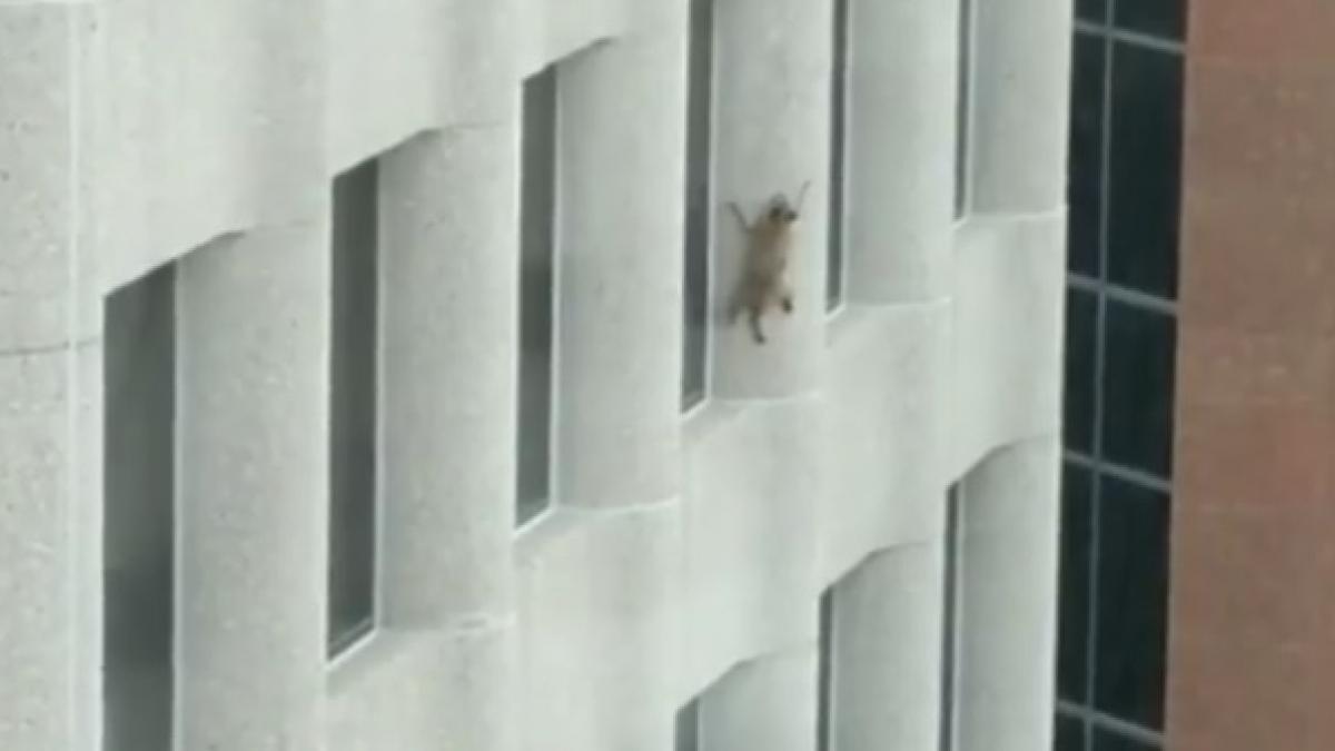 un raton a escaladat un zgarie nori si a scapat nevatamat video