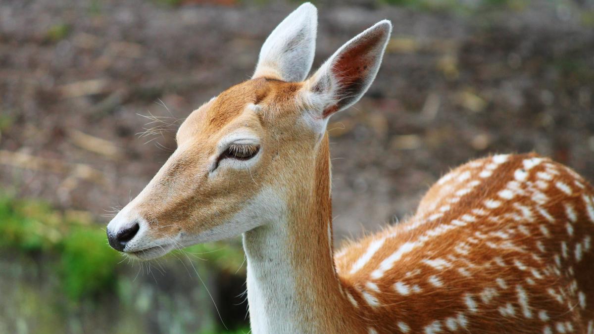 caprioara lovita de masina pe o strada din buzau autoritatile si medicii veterinari s au mobilizat