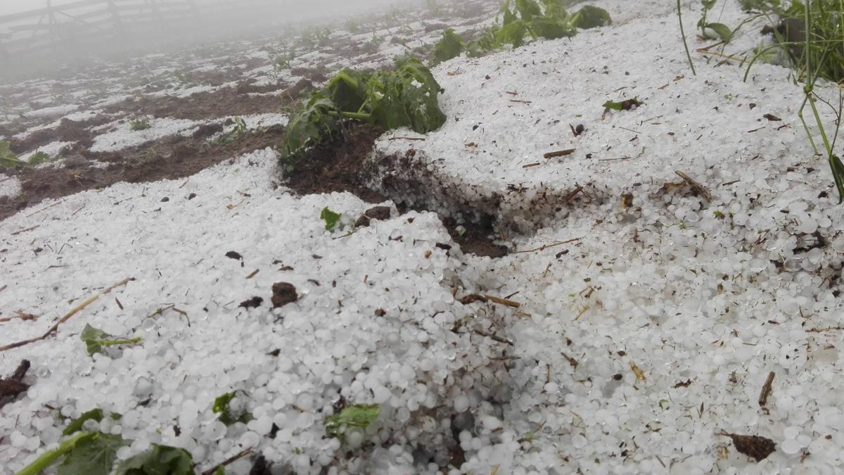 imaginile prapadului la cluj culturi intregi au fost distruse de o ploaie cu gheata video