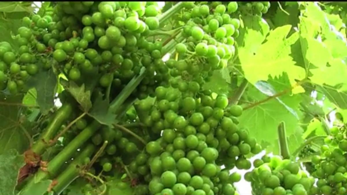 vinul bio un adevarat medicament