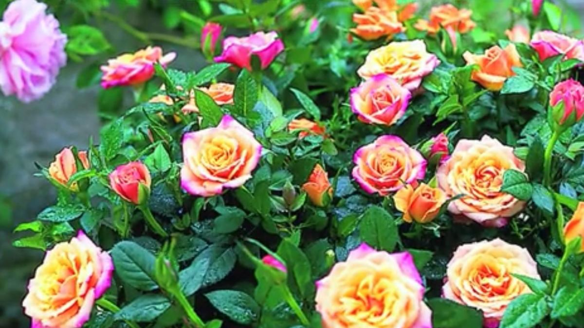 numai de bine cum trebuie sa ingrijim corect trandafirii pitici si ce trebuie sa facem pentru ca ei