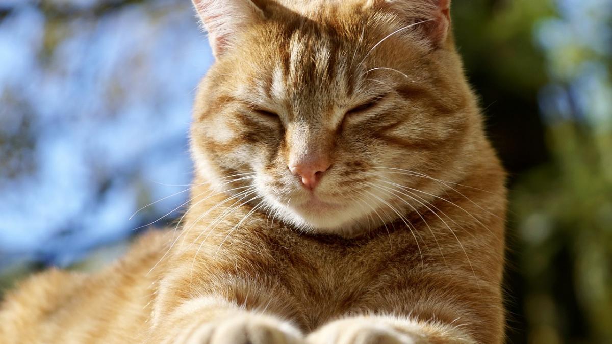 si a pierdut pisica in 2008 ce a aflat acum barbatul din marea britanie