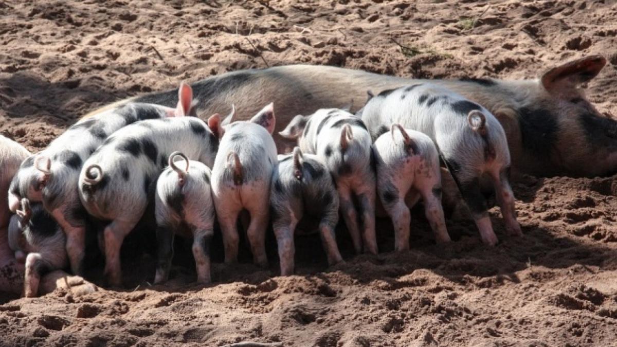 alerta in tulcea autoritatile au identificat un nou posibil focar de pesta porcina africana