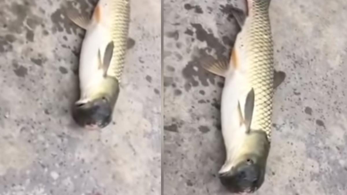 au mers la pescuit dar nu se asteptau sa prinda asa ceva au avut un soc atunci cand si au ridicat