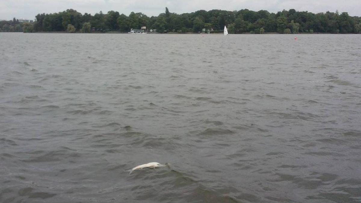 fenomen socant pe lacul herastrau in capitala ce au vazut bucurestenii