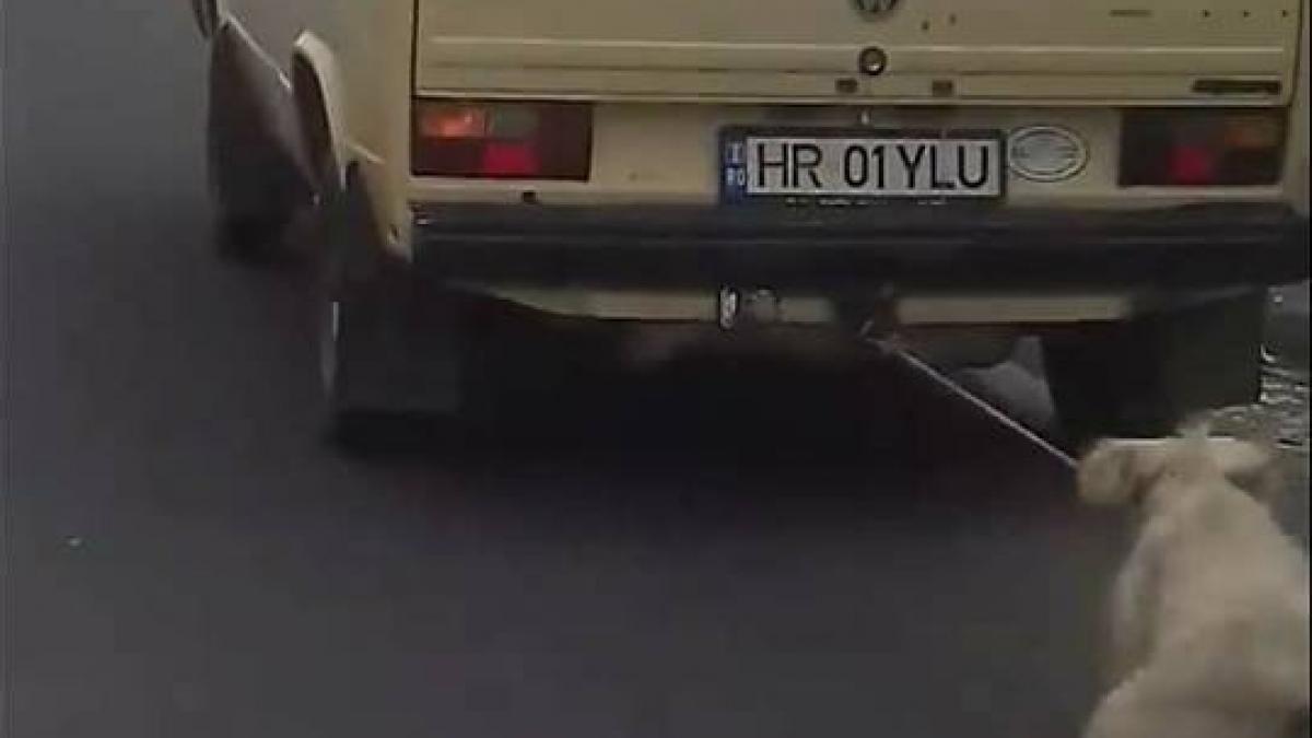 scene infioratoare in harghita un sofer si a legat cainele de masina si la tarat pe sosea