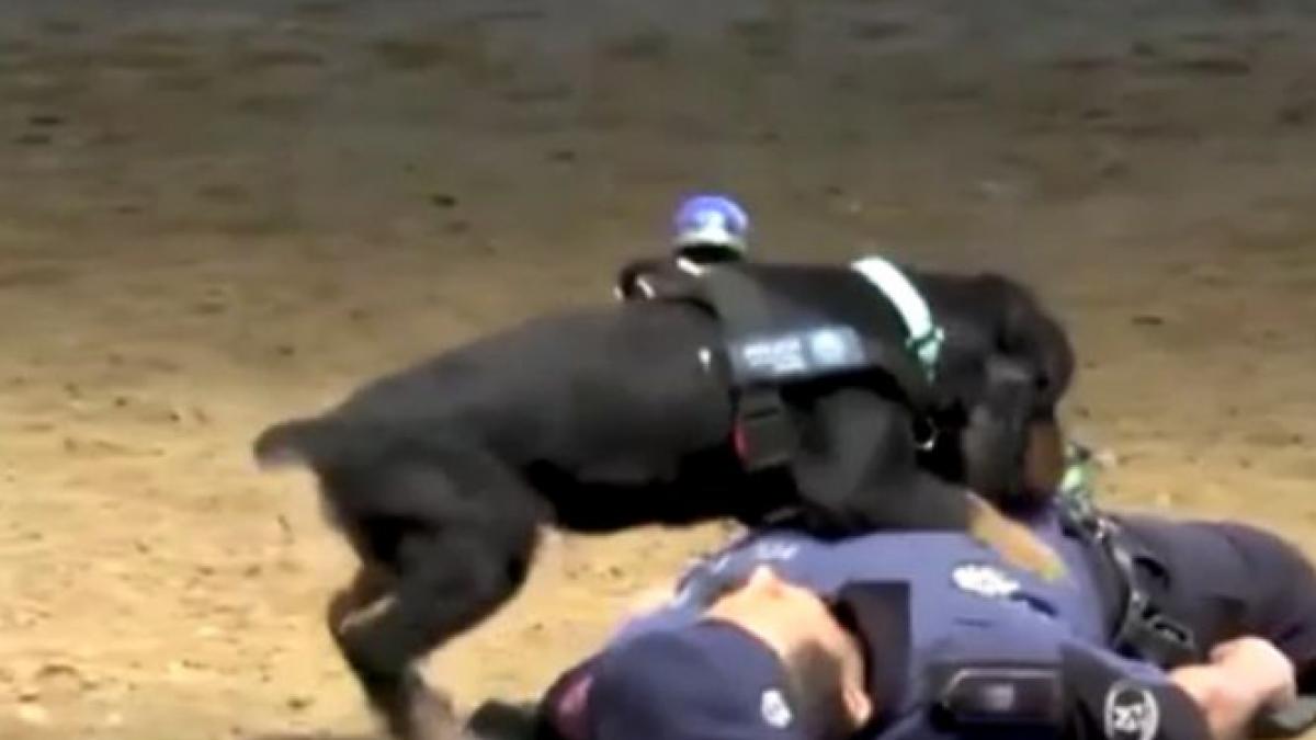 un clip cu un caine care stie sa faca manevre de resuscitare a devenit viral imediat dupa postare