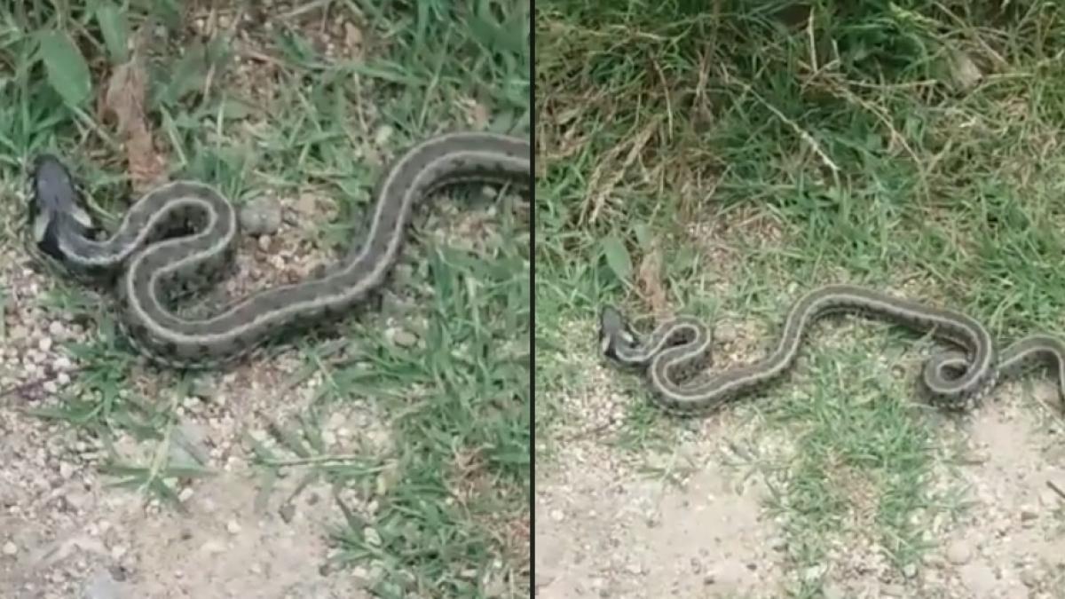 alerta la o gradinita din mehedinti a fost nevoie de interventia jandarmilor video