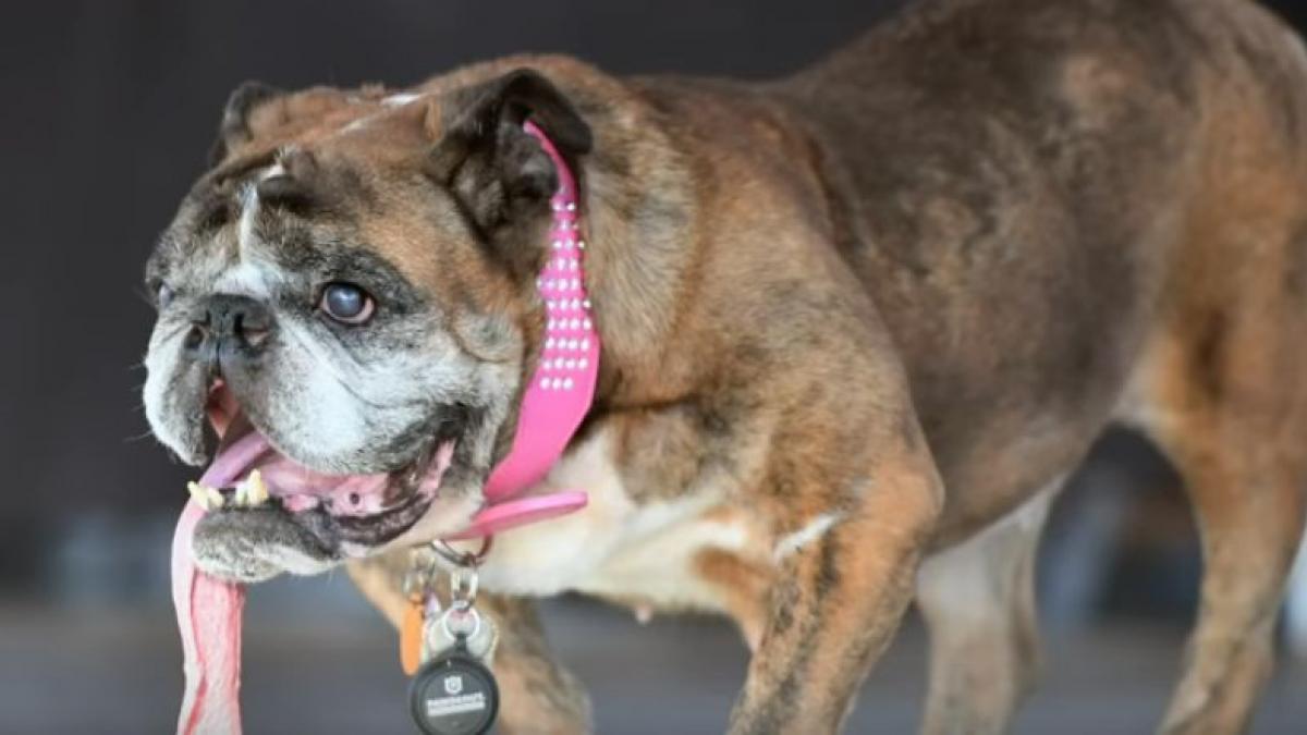 si in cazul celui mai bun prieten al omului frumusetea interioara conteaza de ce a devenit zsa zsa