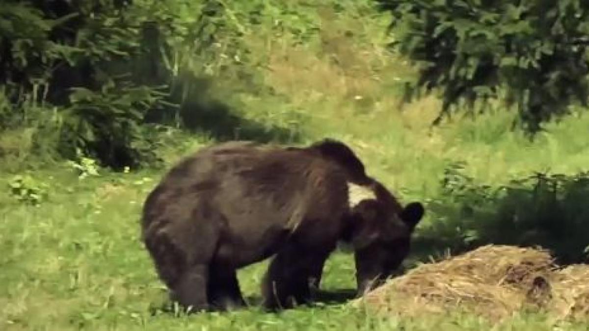 mii de oameni terorizati de ursi in judetul mures