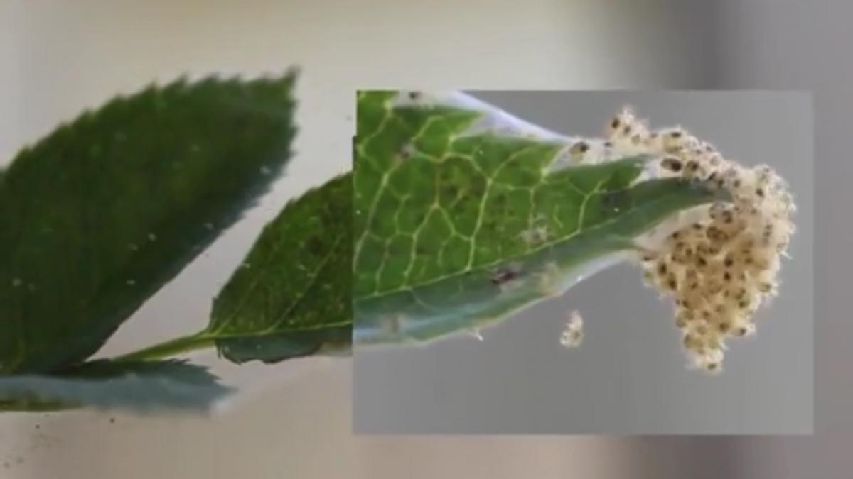 numai de bine cum combateti cel mai periculos acarian care distruge frunzele plantelor din gradina