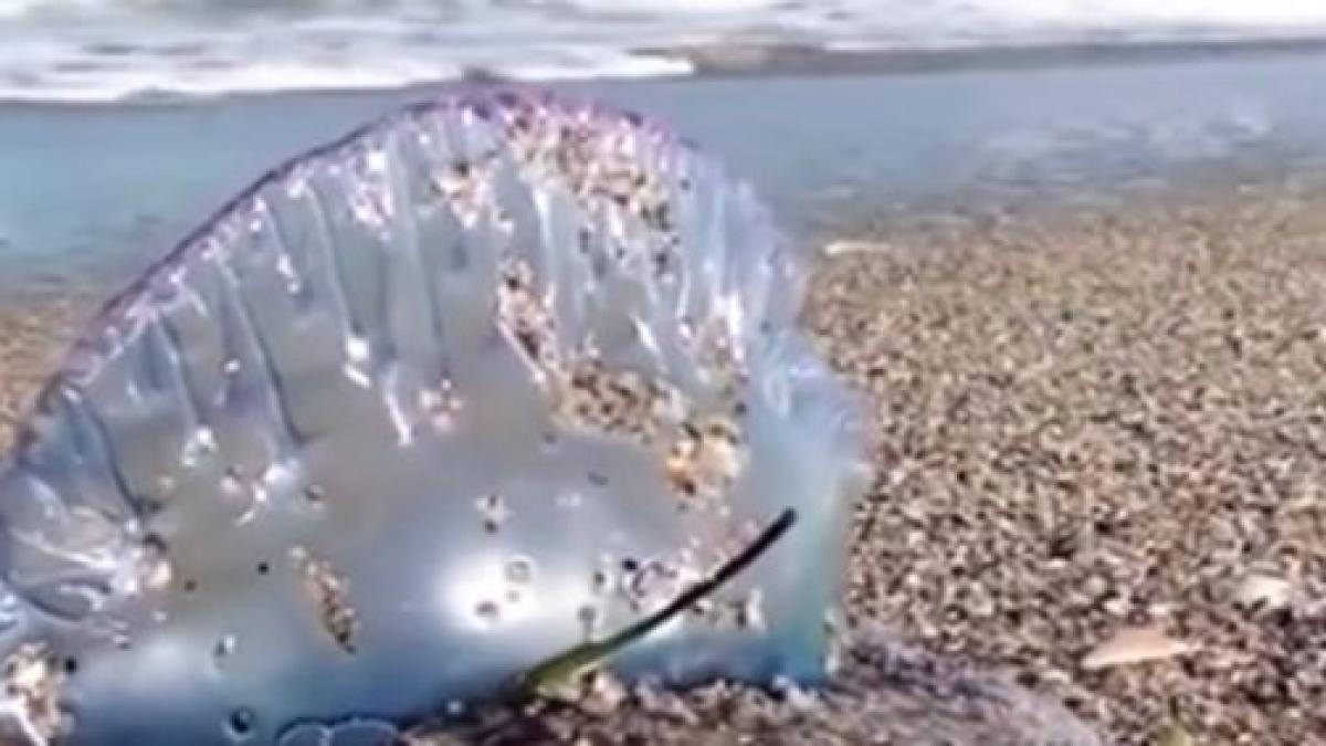 alerta pe plajele din spania autoritatile au descoperit meduze care pot provoca paralizie si chiar