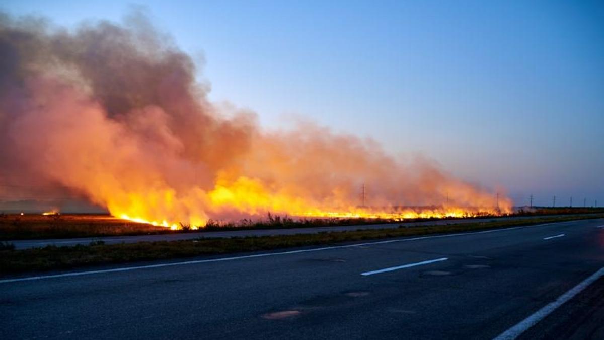 cum a reusit o pasare sa dea foc la sase hectare de pamant