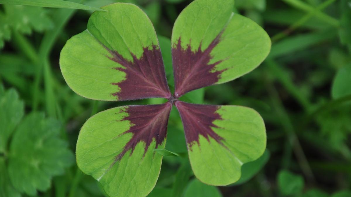 horoscop acestea sunt cele mai norocoase zodii vezi daca te afli printre ele