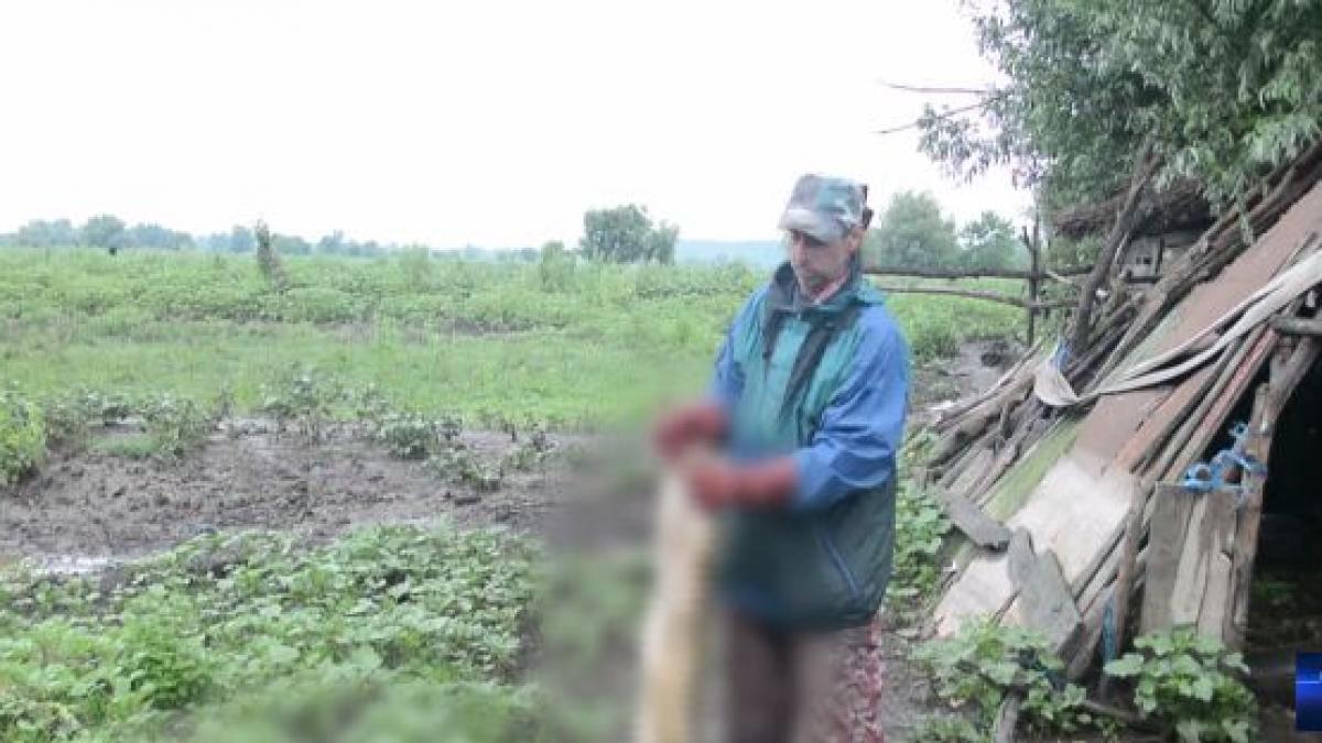 alerta in vestul romaniei focar de pesta porcina in bihor