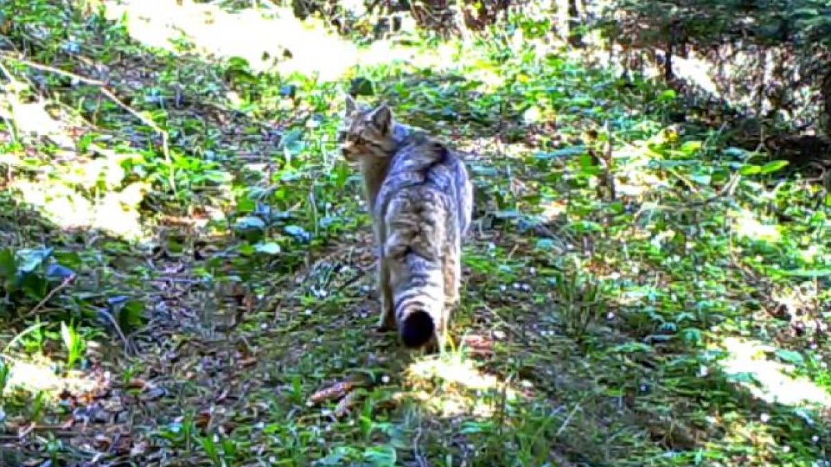 o specie extrem de rara de pisica salbatica a fost vazuta in caras severin imagini inedite