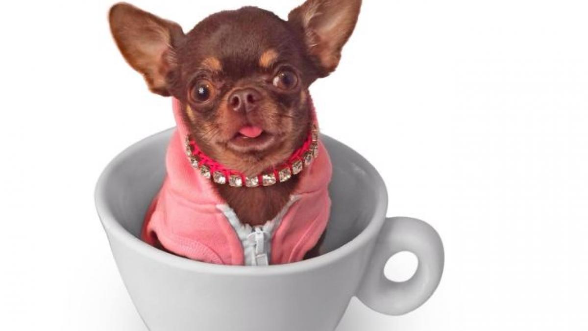 povestea celui mai mic caine din lume la nastere incapea intr o lingurita