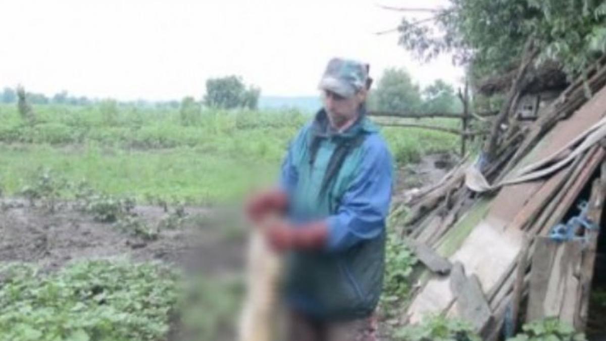 alerta focar de pesta porcina in bihor