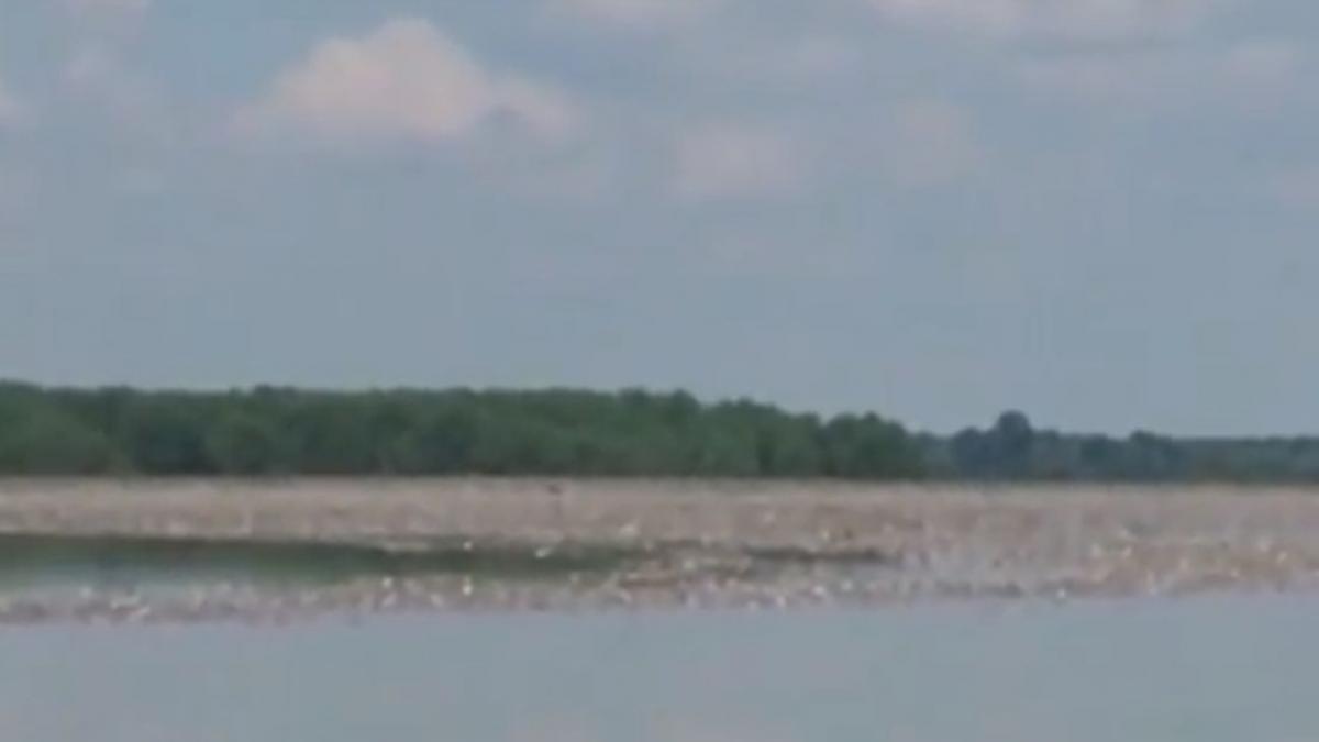 dezastru ecologic pe raul olt barajul de la draganesti e acoperit de un munte de gunoaie