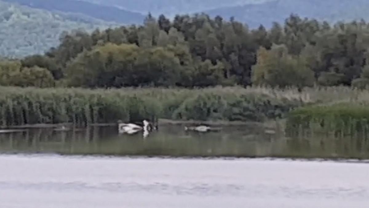 primele imagini cu avionul prabusit la bacau