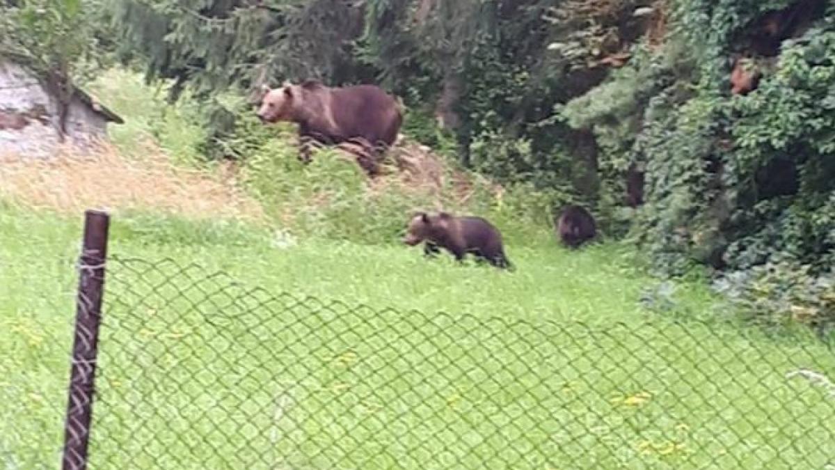 o familie de ursi a fost fotografiata in apropierea spitalului judetean de urgenta miercurea ciuc