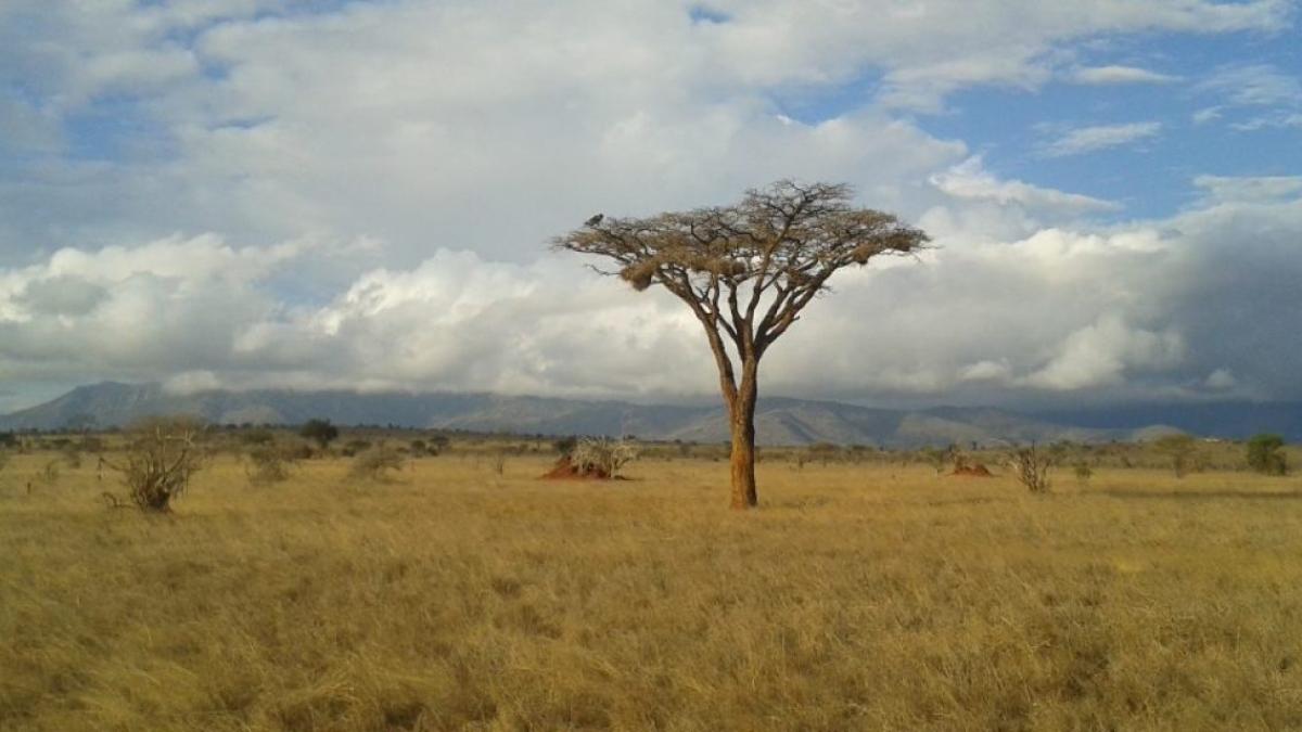 o calatoare singura prin kenya