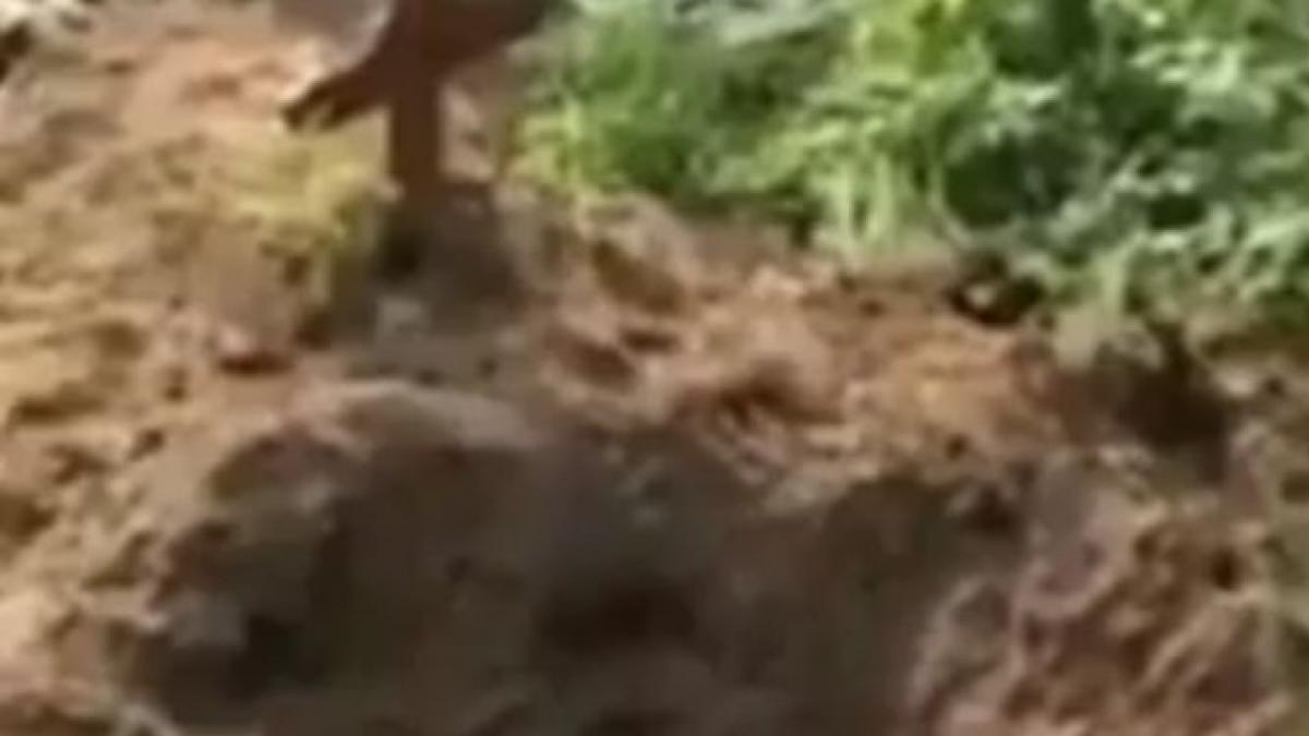 doi ursi au patruns intr un cimitir si au dezgropat morminte scene socante video