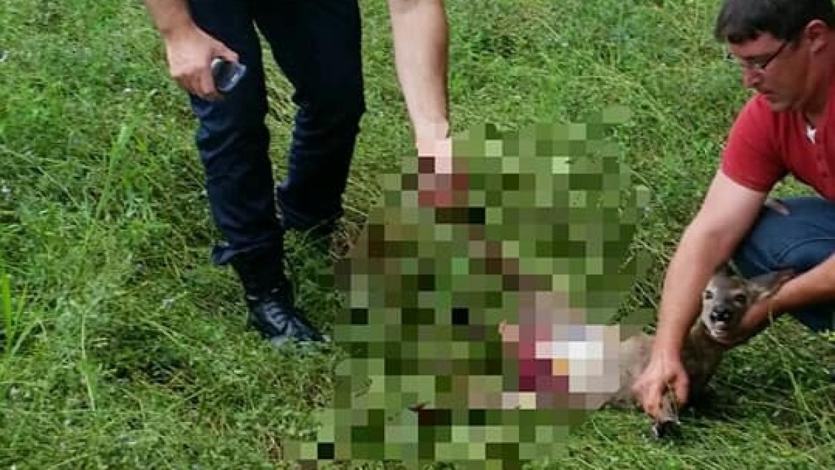 gest impresionant facut de jandarmii din arad au salvat viata unui pui de caprioara