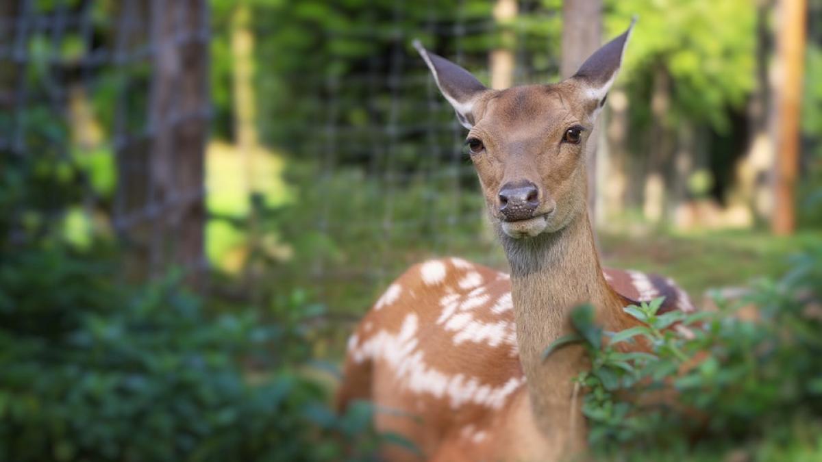 au vazut o caprioara extrem de agitata la marginea unui drum national asa ca soferii au cerut