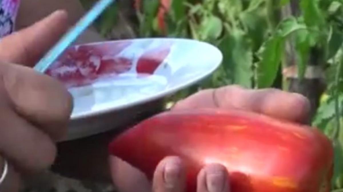 in gradina unui agricultor din bistrita rosiile au forma de ardei iar pastaile de fasole depasesc