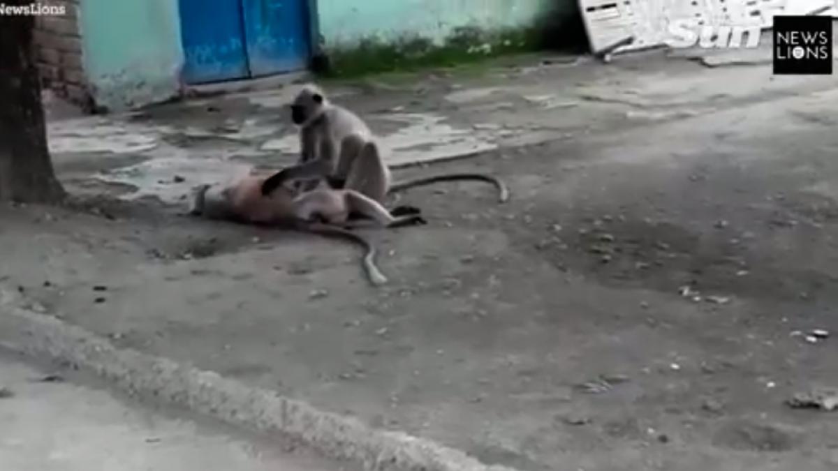 o maimuta si a gasit prietenul fara suflare si a incercat cu disperare sa l aduca in simtiri