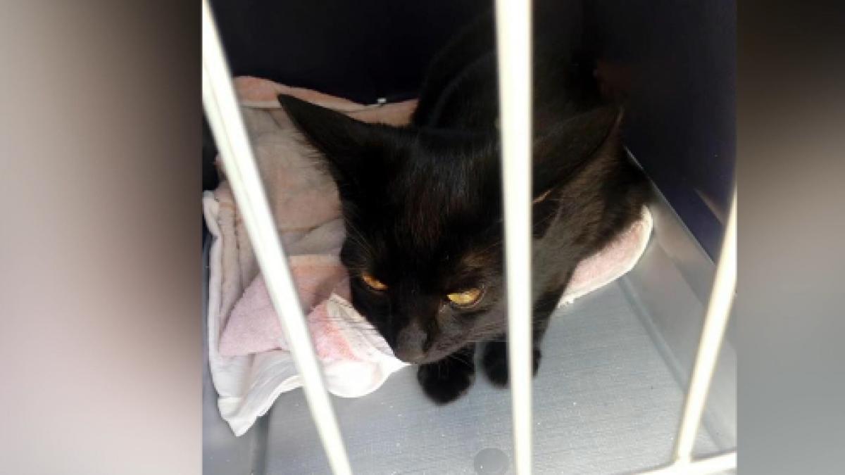 pisica amendata la cluj pentru ca nu e caine