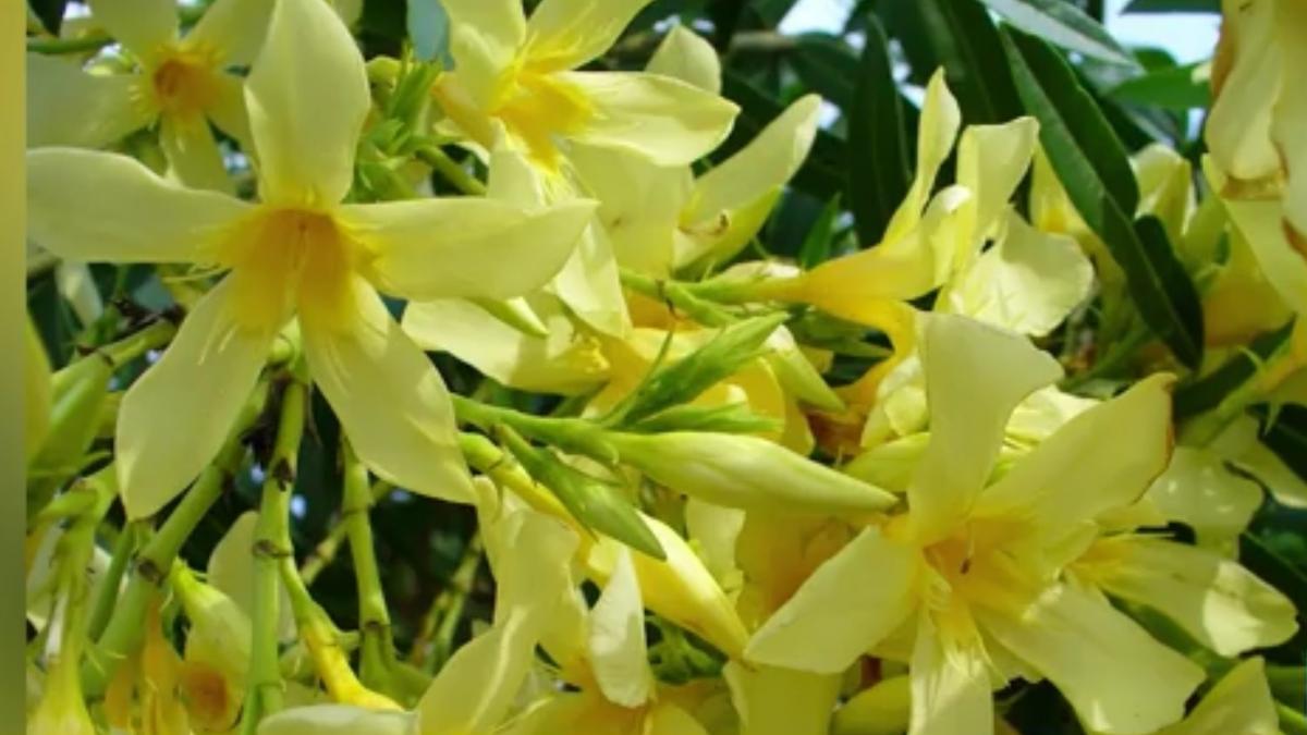 numai de bine cum sa ingrijesti si sa inmultesti corect leandrul