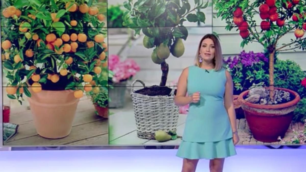 numai de bine cum cultivi fructe tropicale chiar la tine acasa