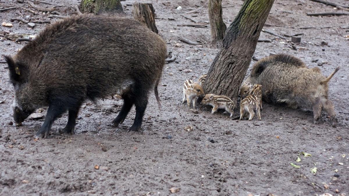 un nou focar de pesta porcina confirmat la salaj