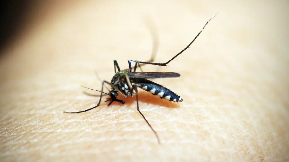 solutia naturala care tine tantarii la distanta se aplica pe piele si efectul dureaza intreaga zi