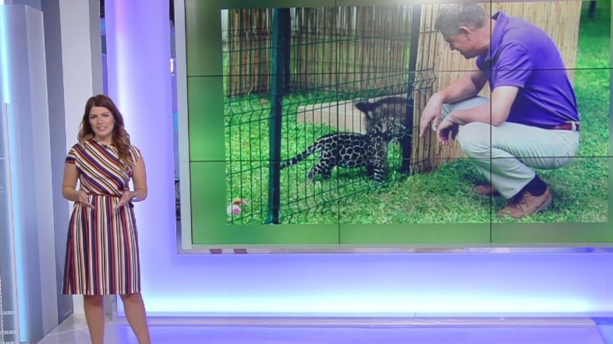 fiecare politician cu necuvantatorul lui ce animale de companie are klaus iohannis