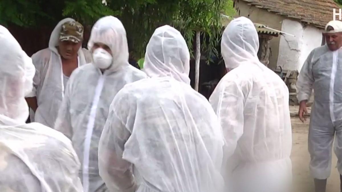 acuzatii grave dezinfectia contra pestei porcine se face cu apa fara solutie