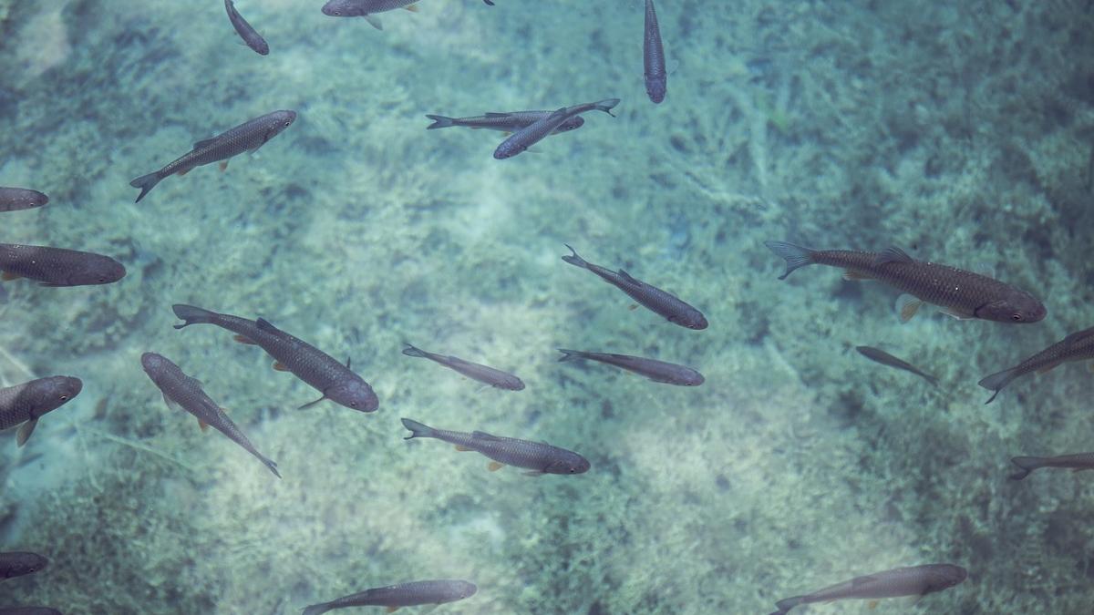 autoritatile sunt in alerta pesti morti descoperiti in raul sarata din buzau